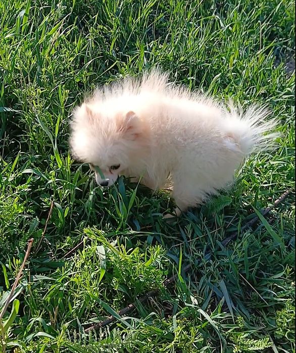 Чудо чудове )) Померанский гпіц