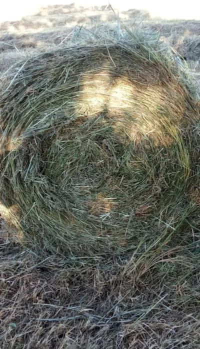 Sprzedam siano i słome.