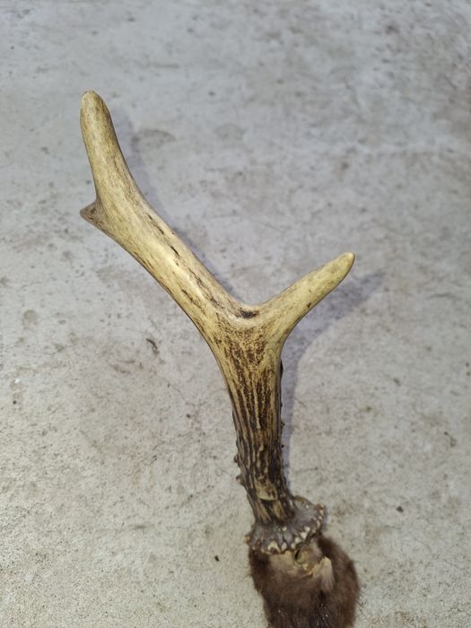 Рога  оленя чи лося