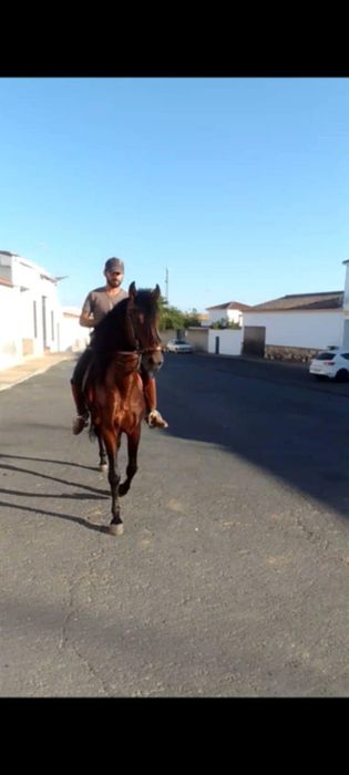 Para venda ou troca cavalo muito masso