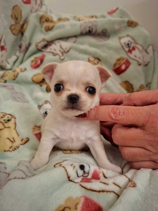 Chihuahua sunia kremowa krótkowłosa, FCI ZKWP