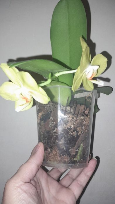 Орхідея мікі азія Амадеус