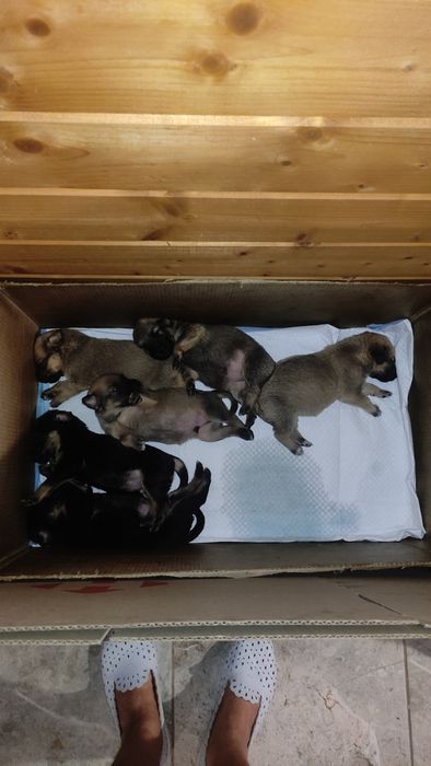 Щенки ищут дом бесплатно