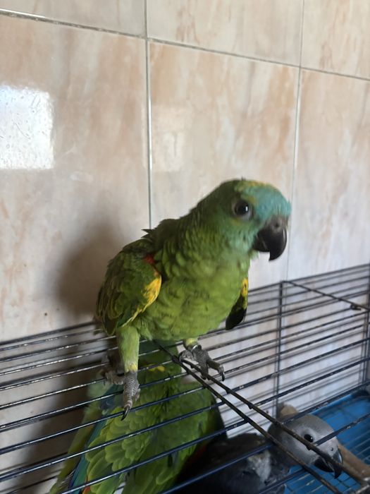 Amazona aestiva xanthopteryx