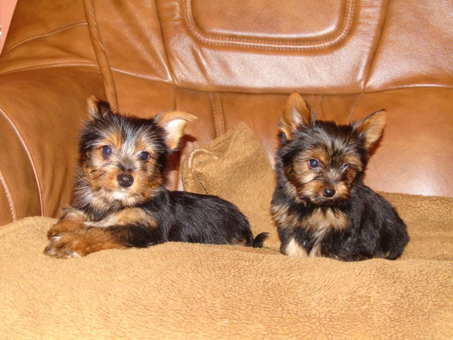 Yorkshire Terrier chłopczyk