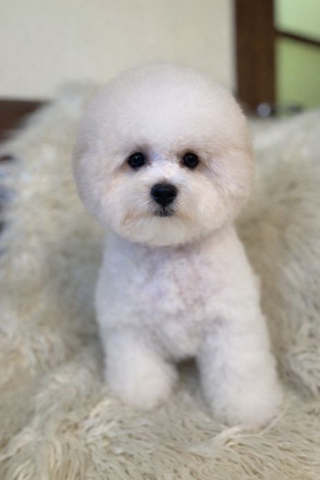 Бішон фрізе цуценята