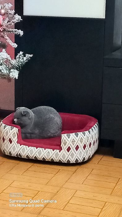 Femea scottish fold blue