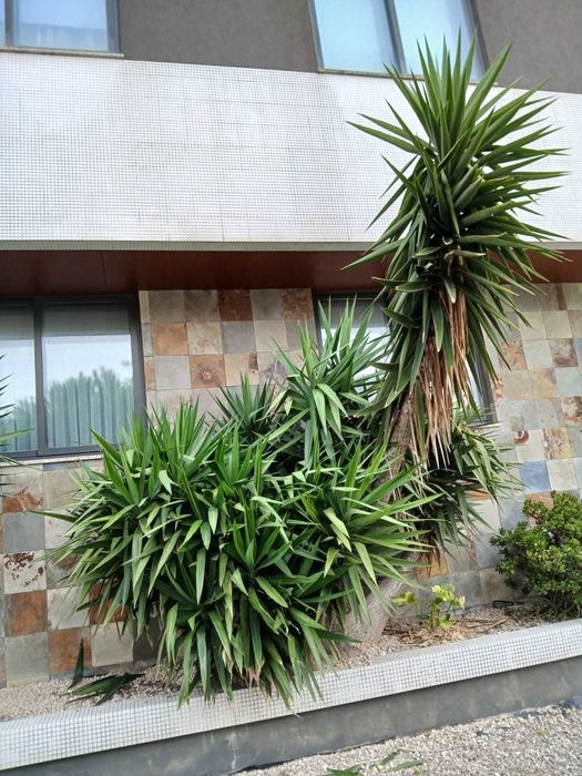 Serviços de Jardinagem (Manutenção e Construção de Jardins)