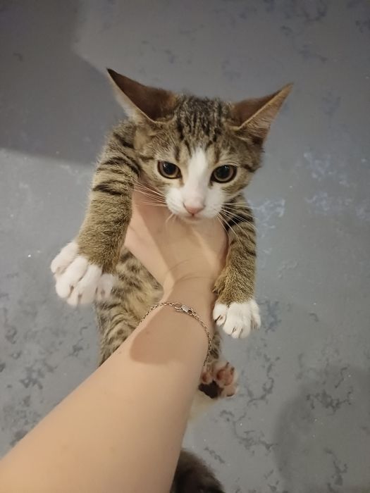 Милі кошенята шукають дім