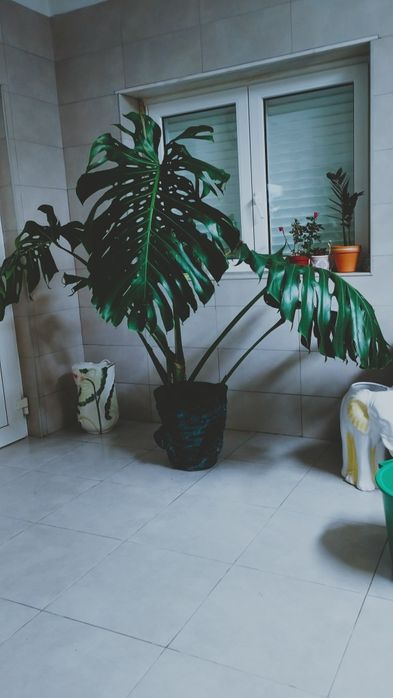 Planta  Monstera / costela de Adão