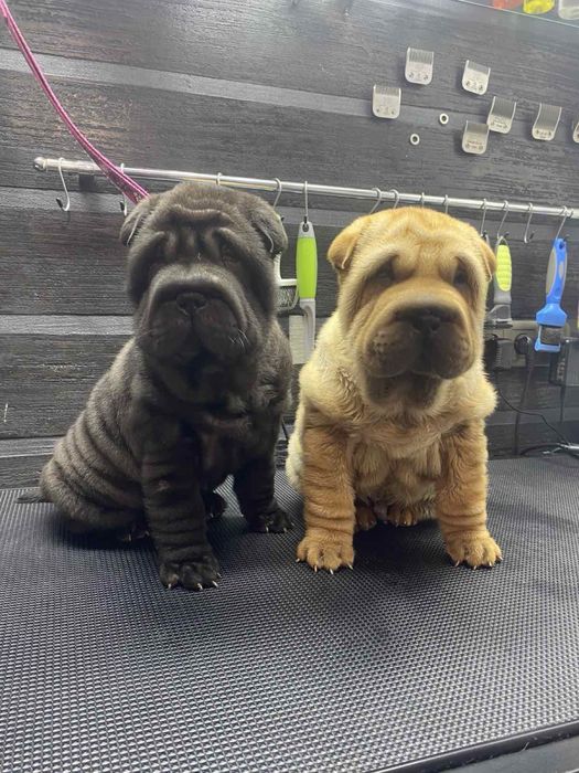 Продам дівчинку та песика породи Шарпей