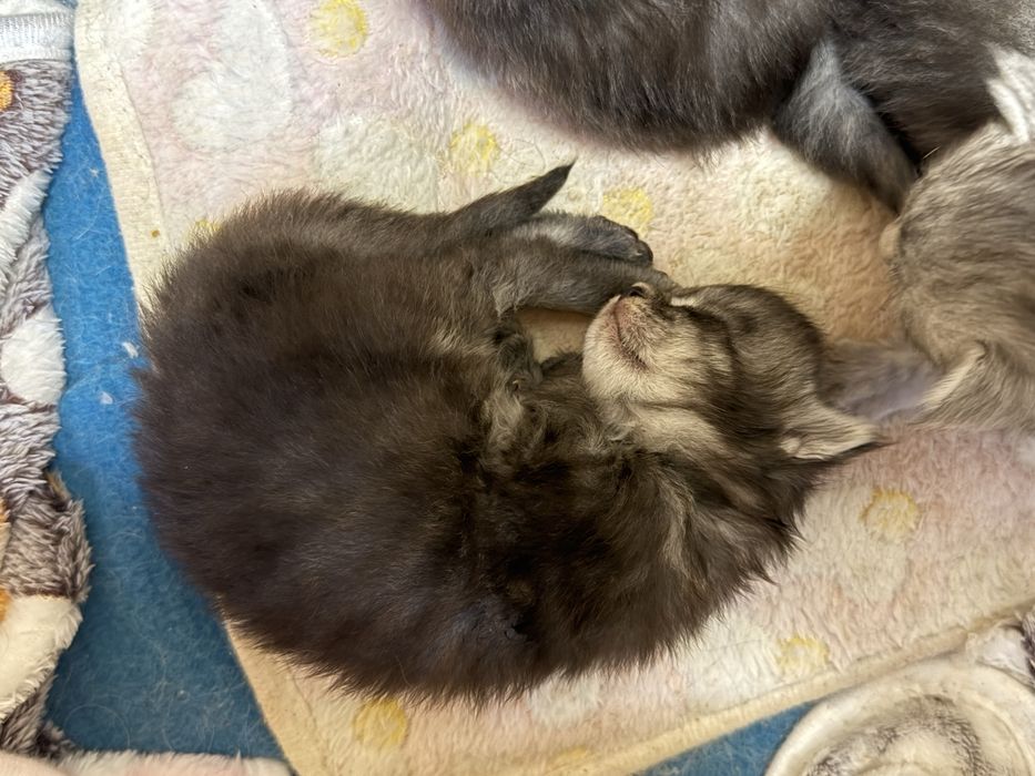 Maine Coon pręgowana dziewczynka GOOD AFTERNOON | rodowód FPL
