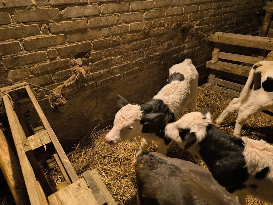 Sprzedam byczki mięsne