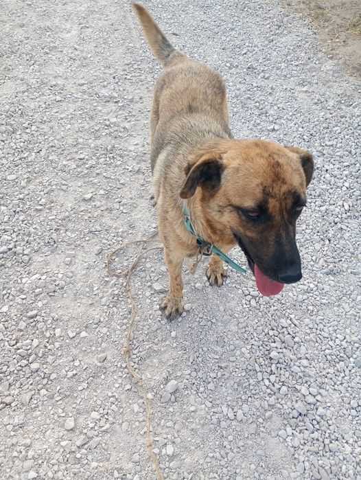 Preciso urgentemente encontrar um novo lar para um cachorro em uma boa família.