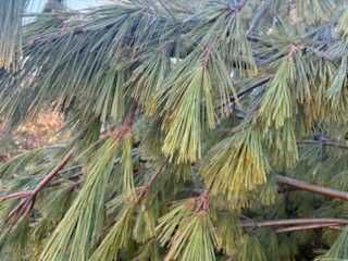 Gałązki jodła kalifornijska, sosna wejmutka, świerk zwykły