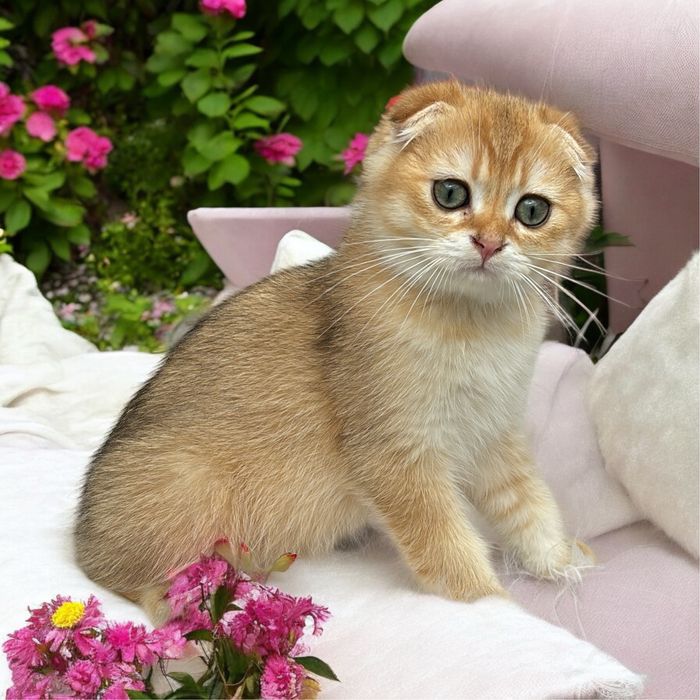 Хлопчик Scottish fold