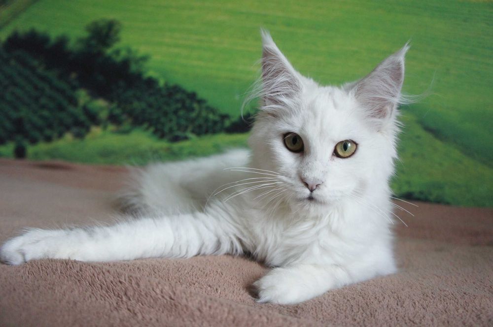 kotka Maine Coon - Fs 11 - FPl/Fife/WCC - prawie biała