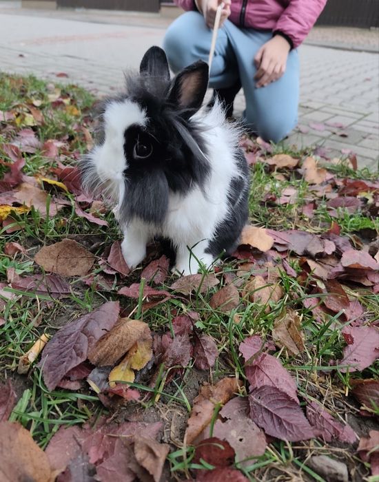 Oddam królika miniaturkę