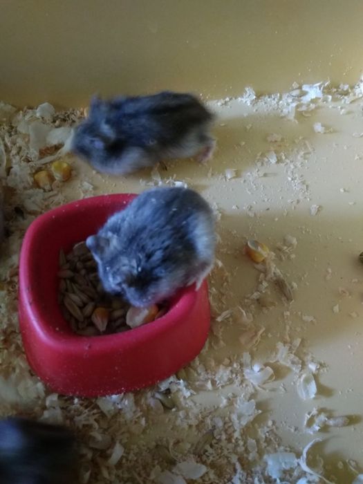 Джунгарский хомяк