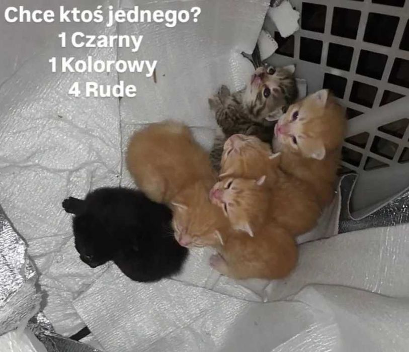 6 kotów za darmo