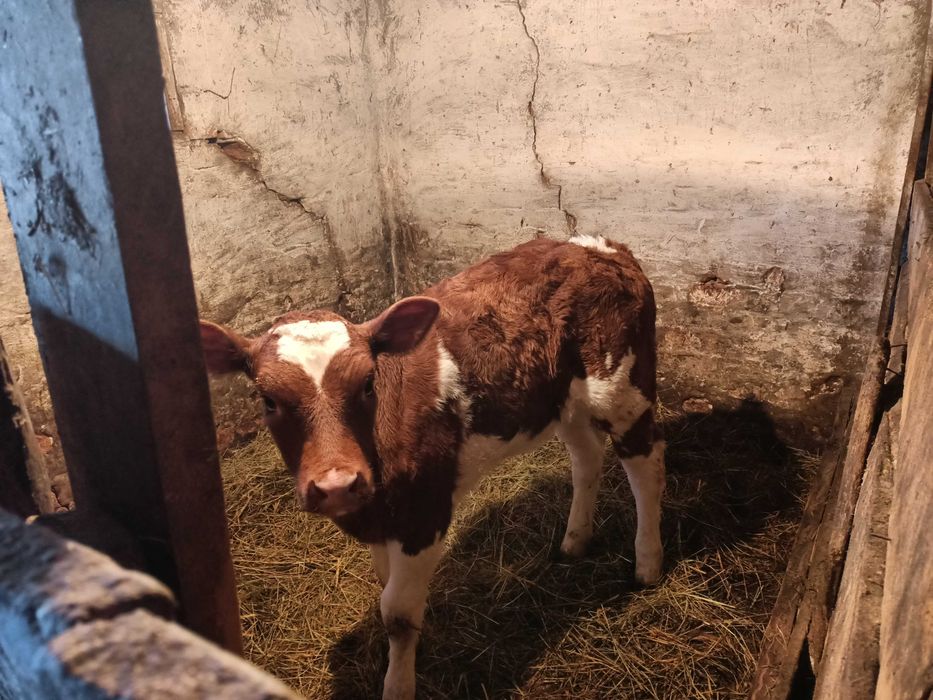 Продам дві телиці