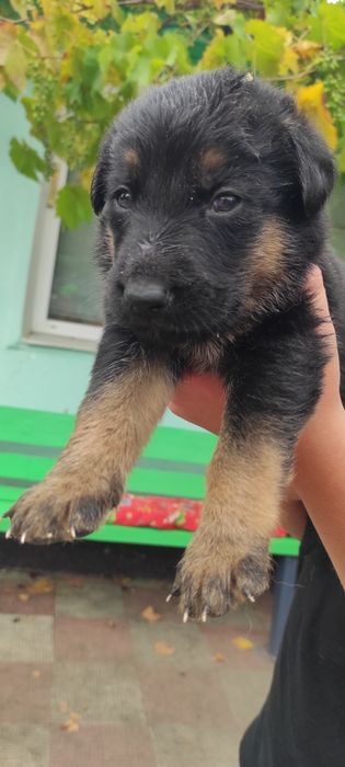 Продам цуценят німецької вівчарки