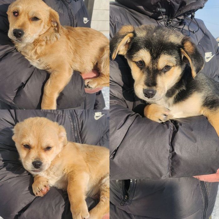 Віддам цуценят у добрі руки