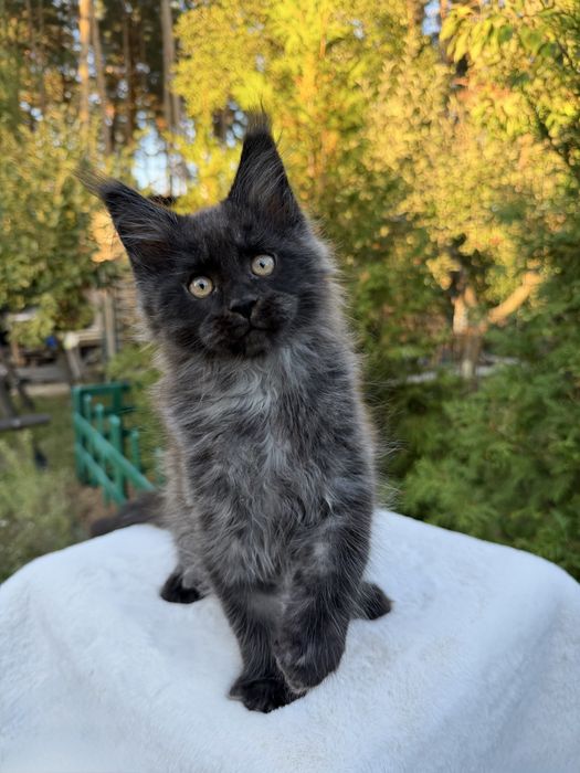 Хлопчик Maine Coon