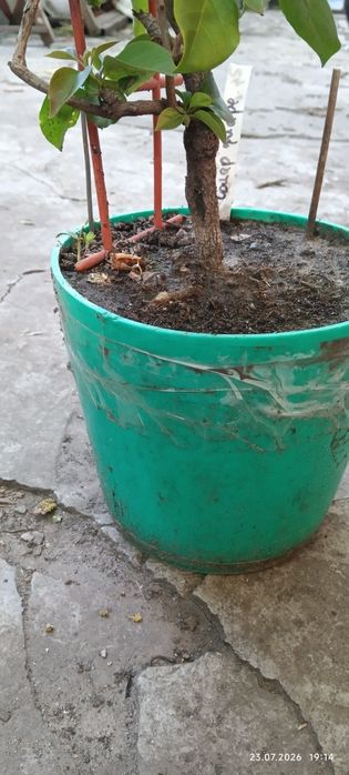 Бугенвілія  бугенвиллия червона