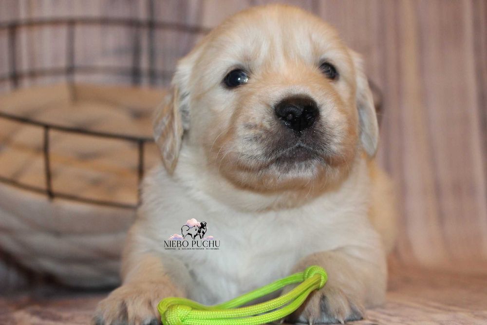 Piesek Golden retriever ZKwP FCI