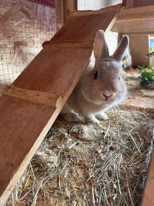 Coelhos para adoção
