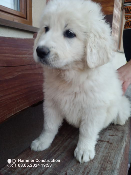 Owczarek podhalański