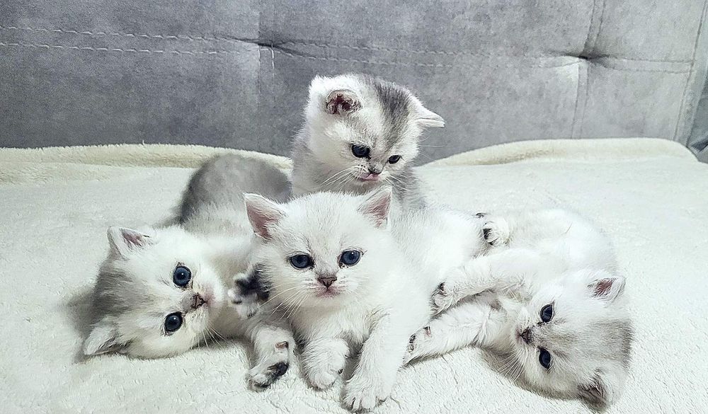 Кошенята шиншили