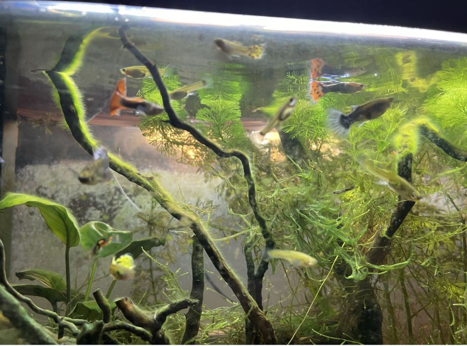 Guppys para venda