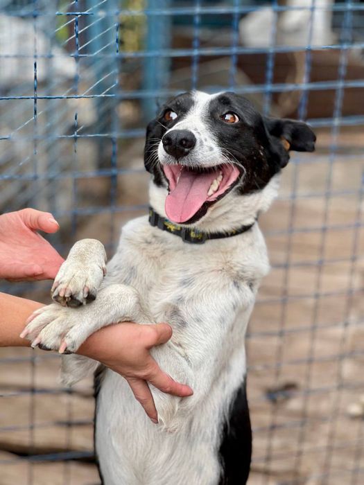 Пес 2 роки , добрий , в родину