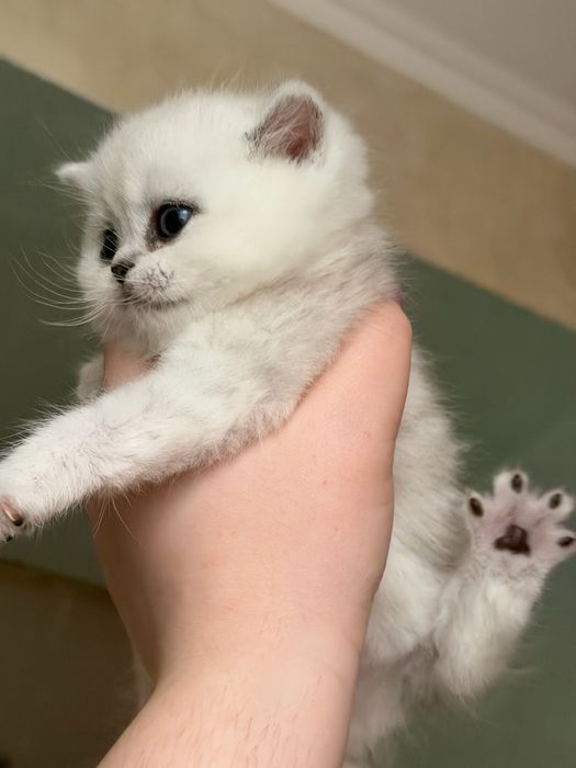 Срібна шиншила котики