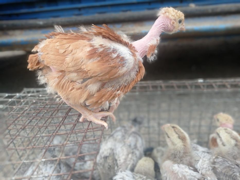 Продаються курчата