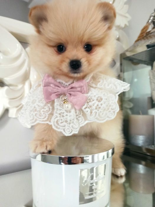 Pomeranian***szpic miniaturowy GOTOWY