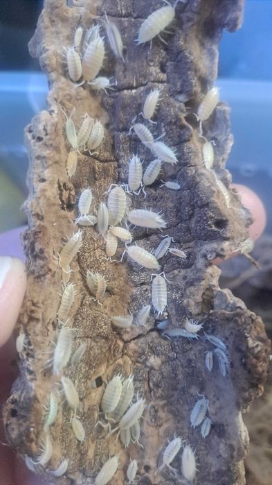 zestaw isopod porcelionides pruinosus 4 odmiany-promocja