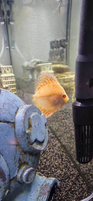 Casal de Discus 10cm (blue Dimond e white pigeon)