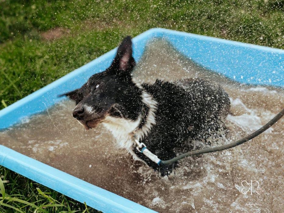 2 letni Timon w typie border collie i TTB szuka domu stałego lub tymcz