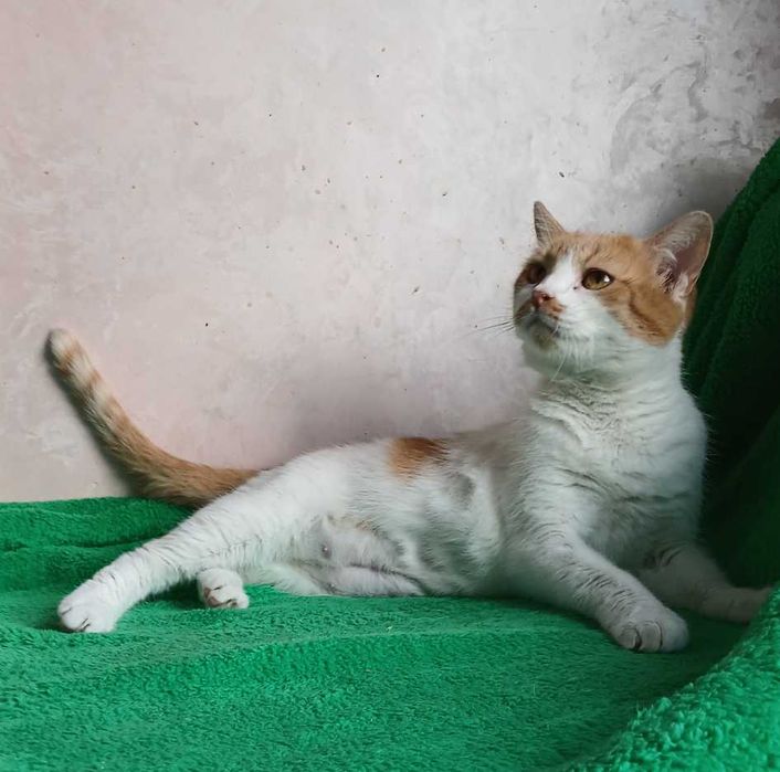 Безумно ласковая кошка Ива, бело-рыжая, 5 лет