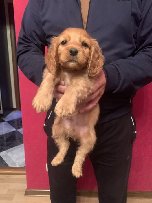 Продам цуценят Англійського Кокера