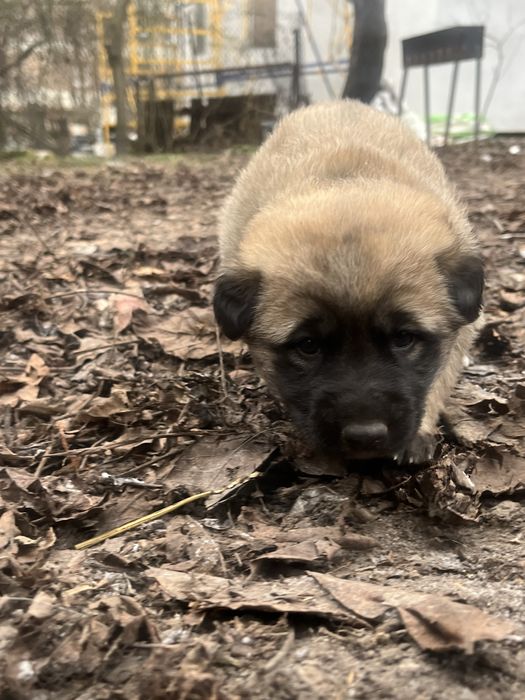 Щенки немецкого малинуа