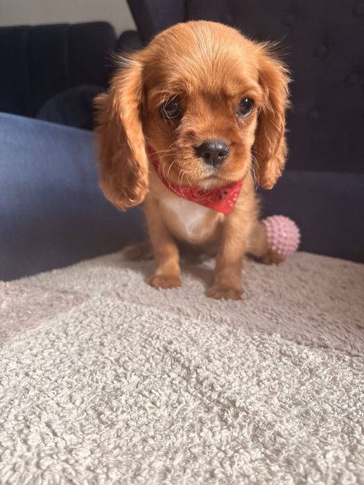 Cavalier King Charles Spaniel piesek.