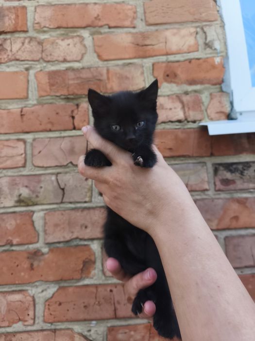 Віддам кошенят у добрі руки