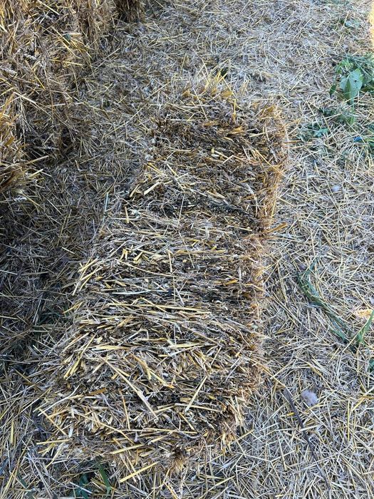 Продам тюковану ячневу і пшеничну солому