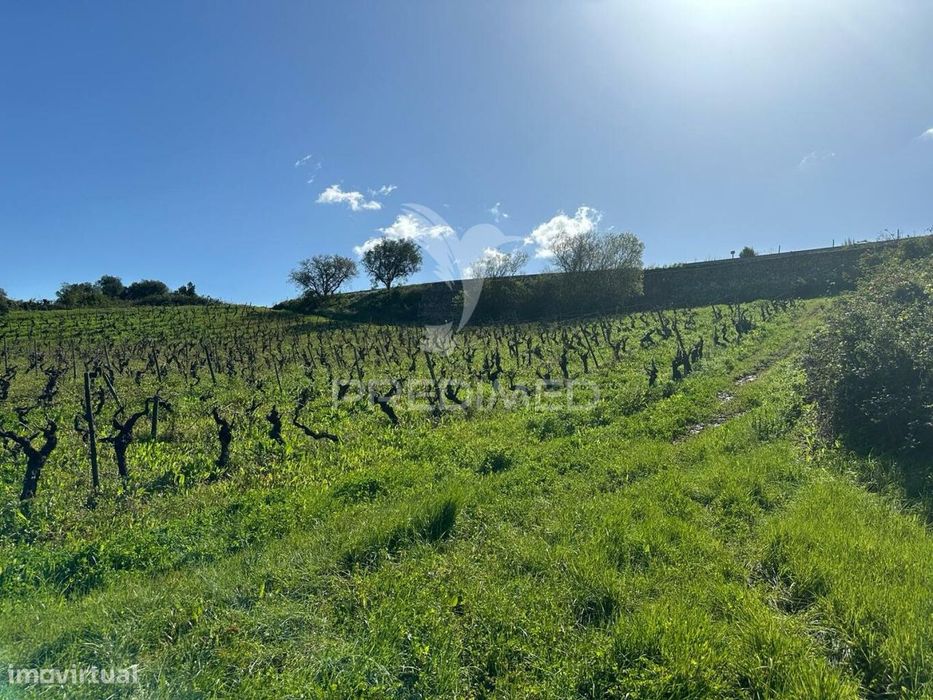 Terreno Rústico com Vinha
