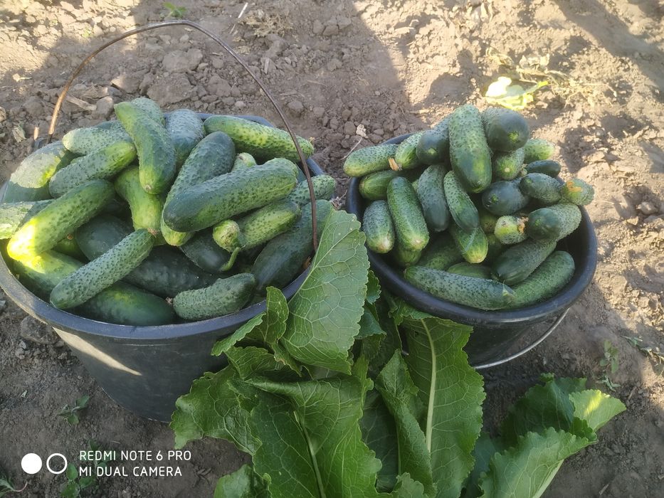 Продам Овочі з города
