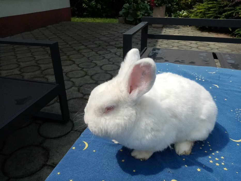 Królik Nowozelandzki Biały  6kg samica